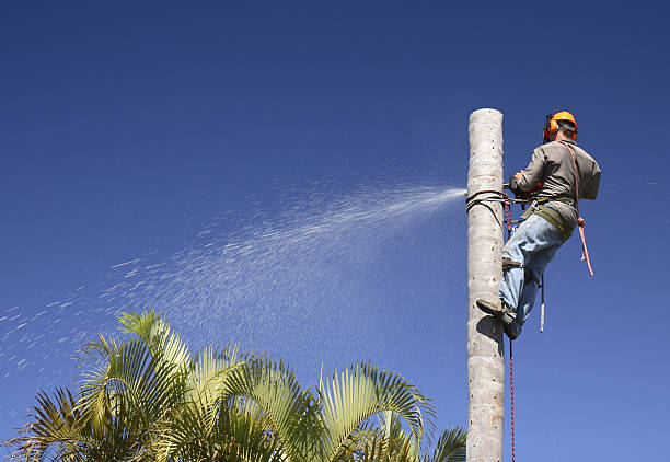 Best Tree Risk Assessment  in Oceanside, CA